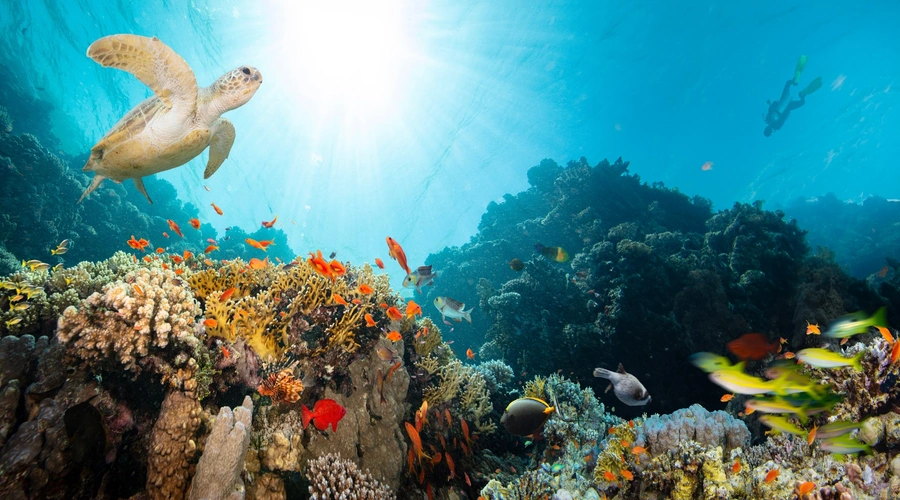 Crociere da sogno nel Mar Rosso